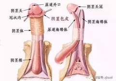 想让增大变粗，这个方法最靠谱！