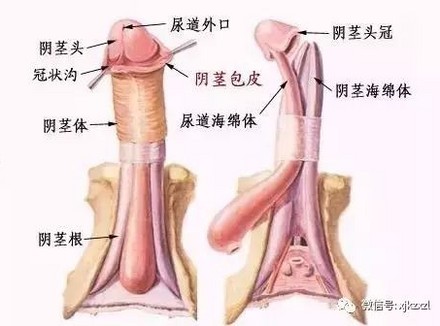 想让增大变粗，这个方法最靠谱！