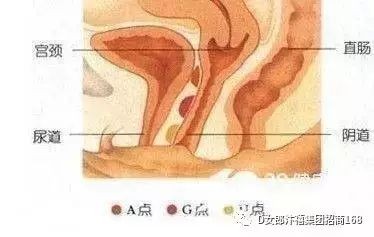 关于人类性高潮的科学探索