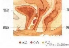 关于人类性高潮的科学探索