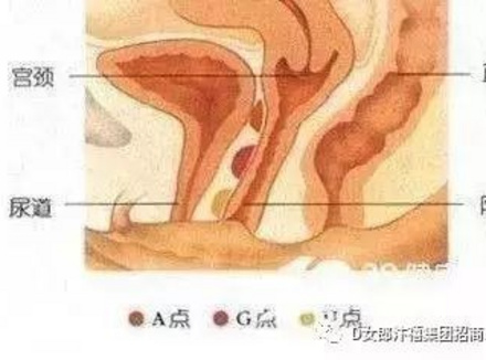 关于人类性高潮的科学探索