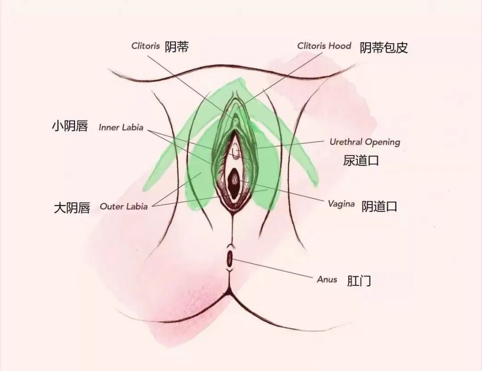 小豆豆，一个为愉悦而生的器官！