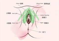 小豆豆，一个为愉悦而生的器官！