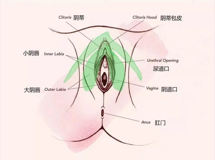 小豆豆，一个为愉悦而生的器官！
