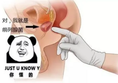 刺激前列腺为何让人上头？快感来自哪？