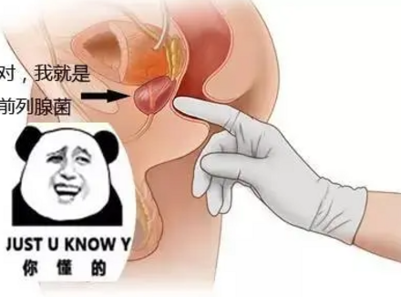 刺激前列腺为何让人上头？快感来自哪？