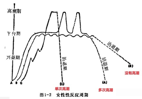 说到高潮，你了解女性的性反应周期吗？