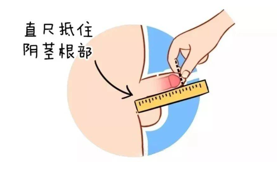 男生长短决定高巢概率？