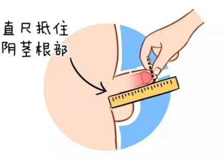男生长短决定高巢概率？