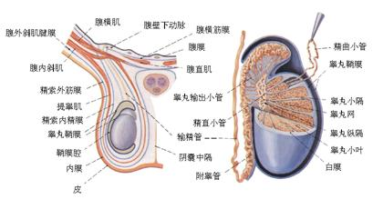 男生蛋蛋的大小和性能力有什么关系？