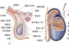 男生蛋蛋的大小和性能力有什么关系？