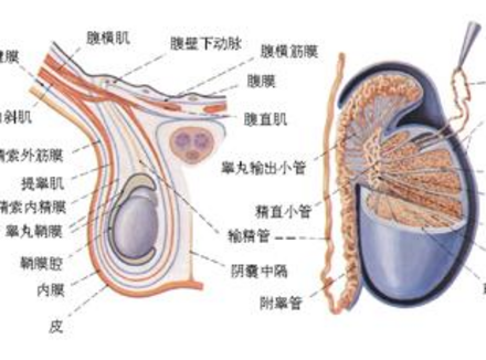 男生蛋蛋的大小和性能力有什么关系？