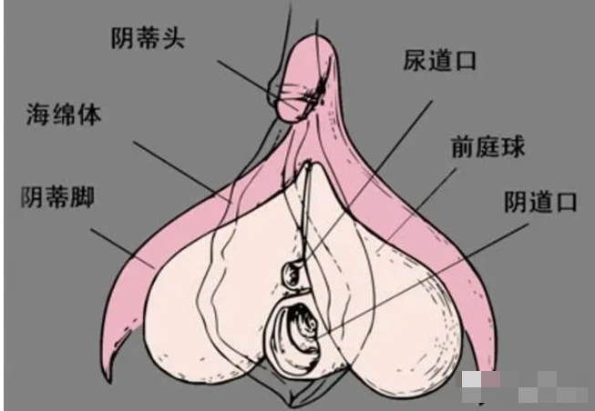 教你刺激小豆豆的技巧，让她分分钟达到高潮
