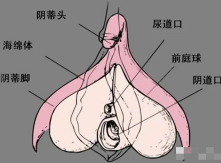 教你刺激小豆豆的技巧，让她分分钟达到高潮