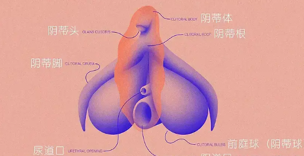 女性的快乐89%以上来自小豆豆，阴道2/3无神经！