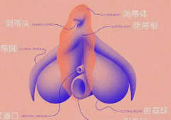女性的快乐89%以上来自小豆豆，阴道2/3无神经！