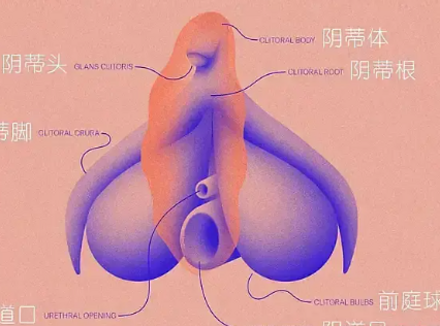 女性的快乐89%以上来自小豆豆，阴道2/3无神经！