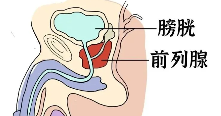 前列腺，男人的“生命线”！