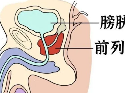前列腺，男人的“生命线”！