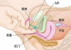 G点真的存在吗？为啥70％女性从未高潮过？