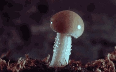 为什么女人最怕大蘑菇头？因快感太强或太快…
