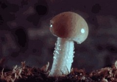 为什么女人最怕大蘑菇头？因快感太强或太快…