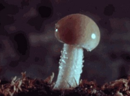 为什么女人最怕大蘑菇头？因快感太强或太快…