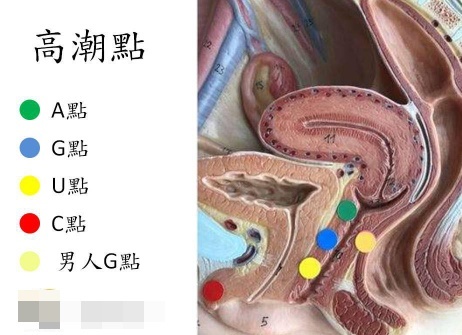 涨姿势：除了C点和G点，你知道A点、U点吗？