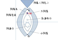 如何通过手指正确找到C点