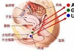 如何正确解锁G点 A点 U点的快乐