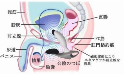 如何正确使用前列腺按摩器