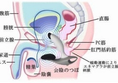 如何正确使用前列腺按摩器
