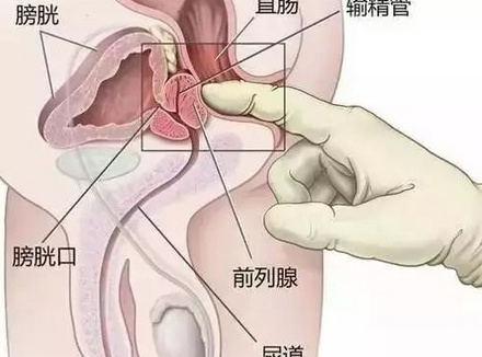 教你如何准确找到男人的P点位置