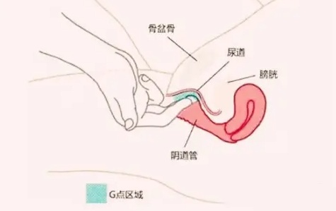 如何增加女生巢吹机会