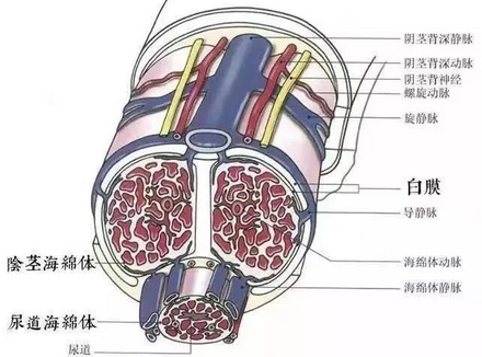 男生是如何由软变硬的