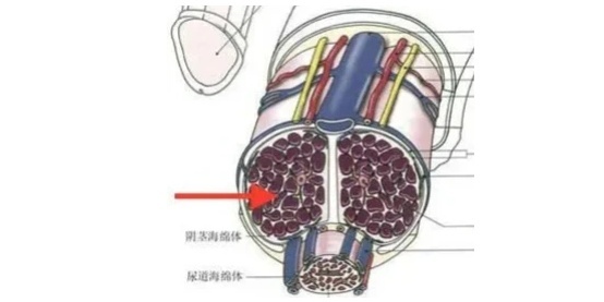 怎么判断原发性早泄？