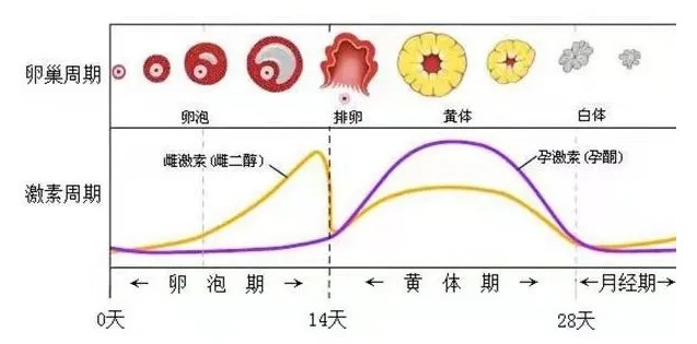 越是生理期越想要是怎么回事