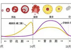 越是生理期越想要是怎么回事