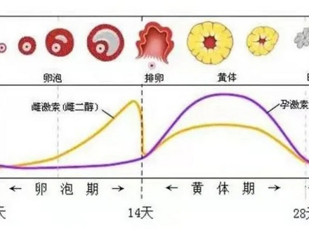 越是生理期越想要是怎么回事