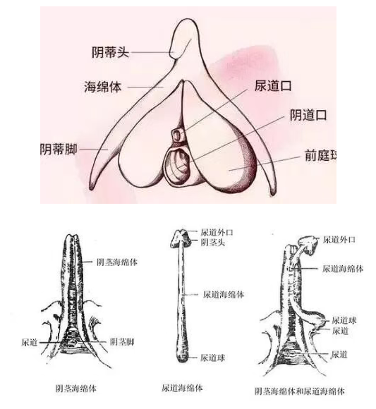 百合们是怎么解决生理需求的