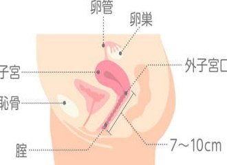 女人最多能接受多少公分长度