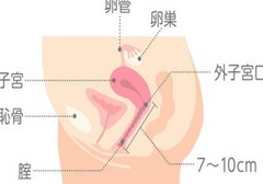 女人最多能接受多少公分长度