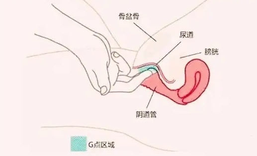G位大概在中指多少个指节处