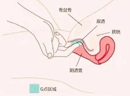 G位大概在中指多少个指节处