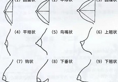 奶型一共分多少种类型