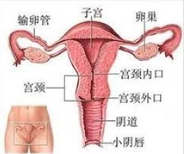 女生的最大承受度是多少