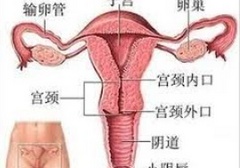 女生的最大承受度是多少