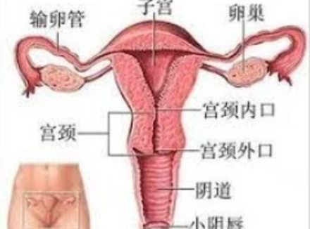 女生的最大承受度是多少