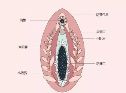 有关女生「小豆豆」的5个生理知识，你知道几个？