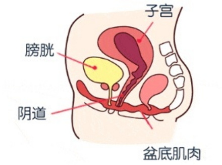 凯格尔运动会紧到几指